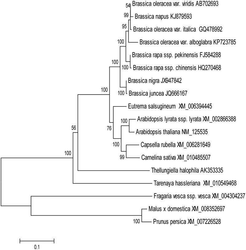 FIGURE 1