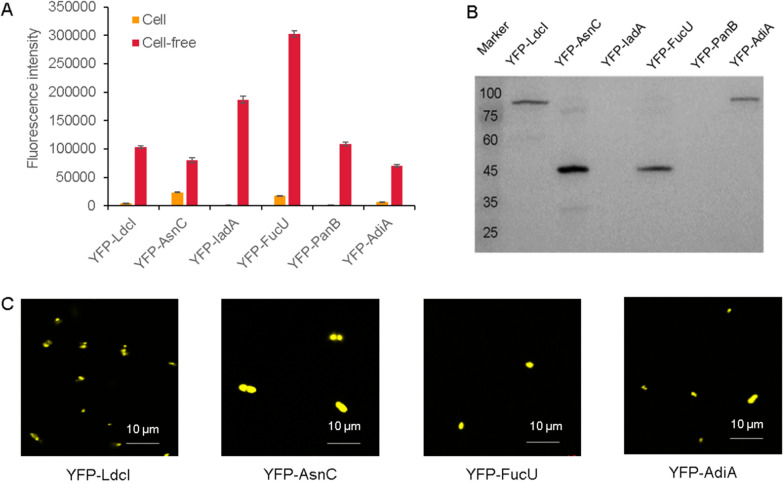 Fig. 8