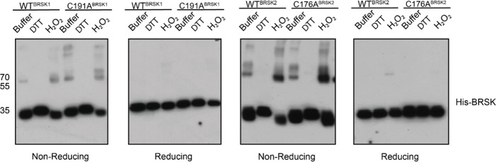 Figure 7: