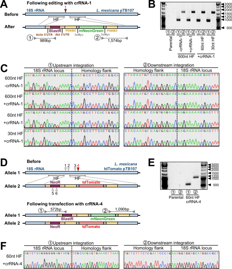 Figure 2—figure supplement 1.