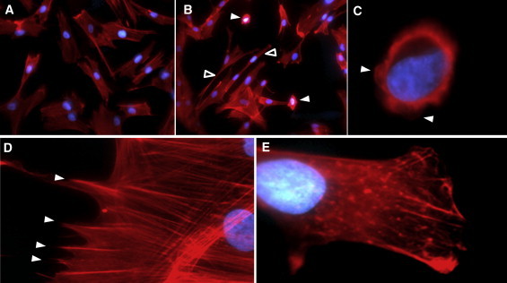 Figure 4