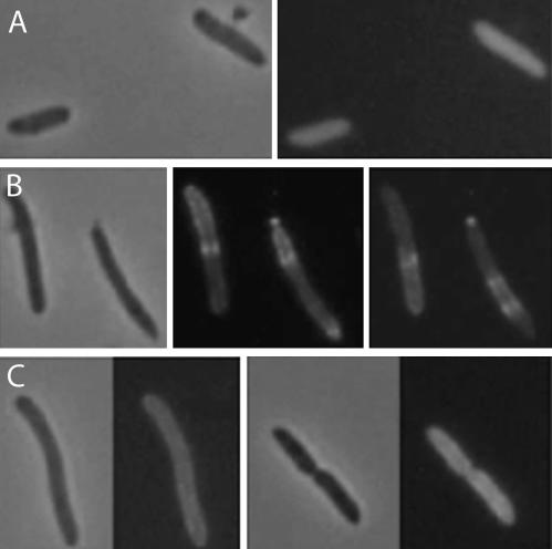 FIG. 8.