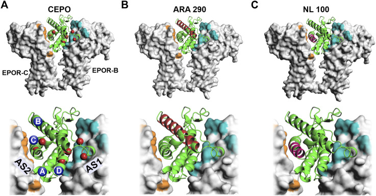 FIGURE 1