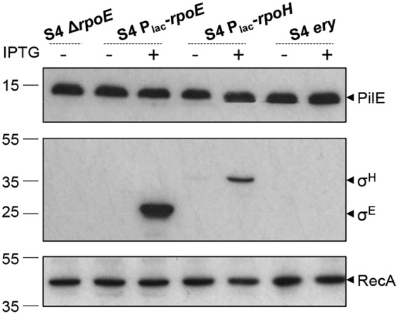 FIG 6