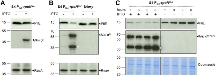 FIG 4