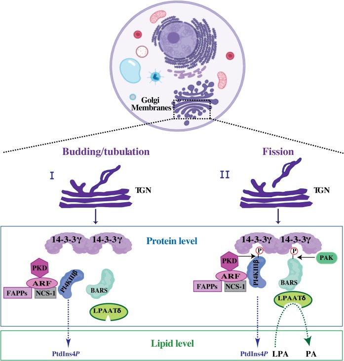 FIGURE 4