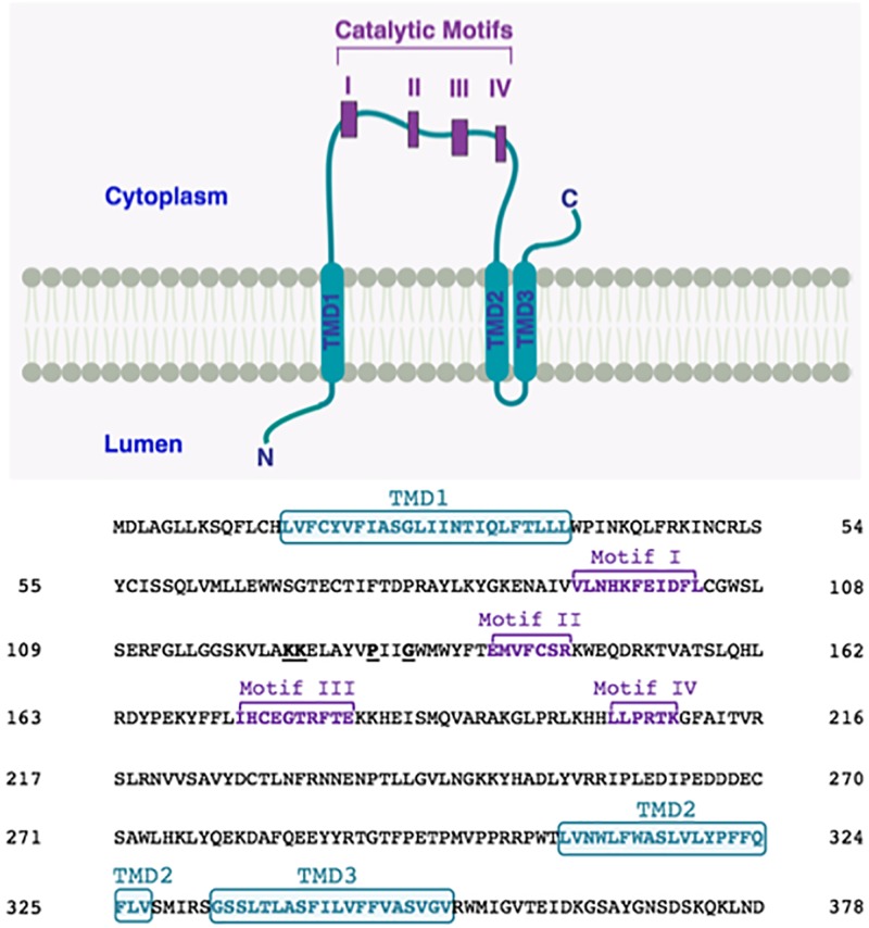 FIGURE 3