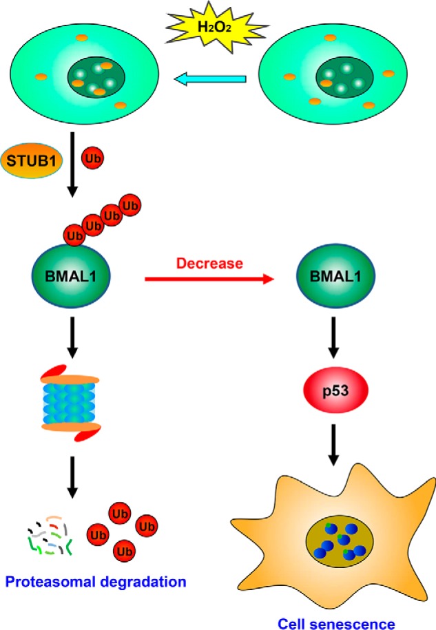 Figure 7.