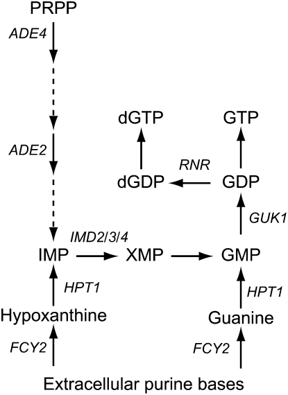 Figure 1.—