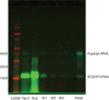 Fig. S3.