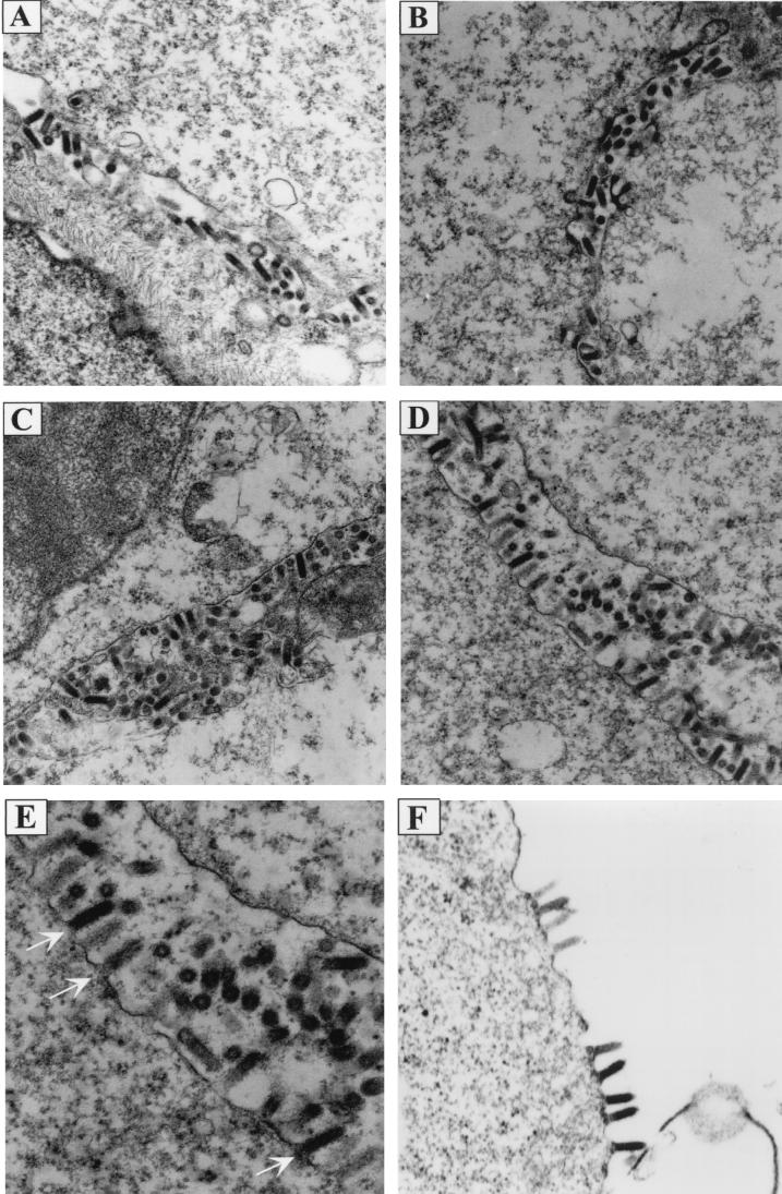 FIG. 5