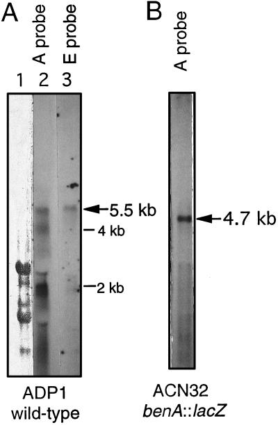 FIG. 6