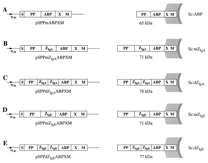 FIG. 1