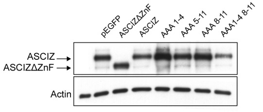 Figure 7—figure supplement 1.