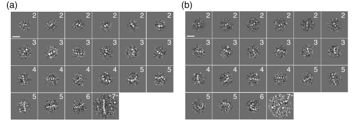 Figure 5—figure supplement 1.