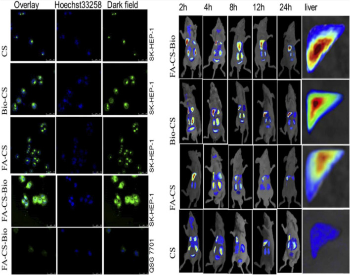 FIGURE 13