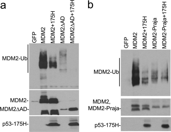 FIG 6