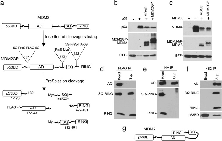 FIG 2