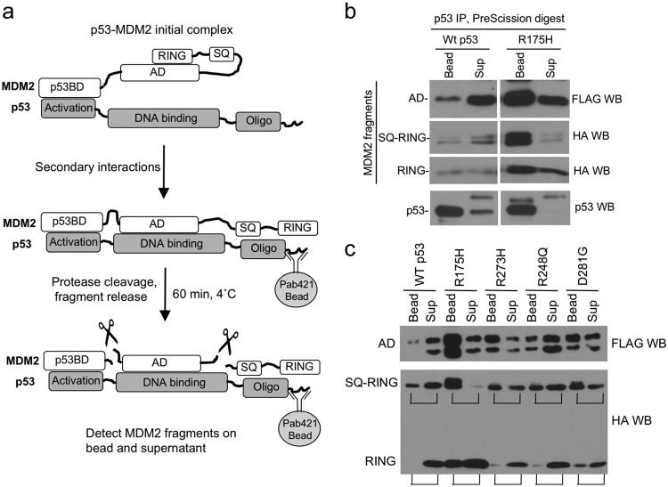 FIG 3