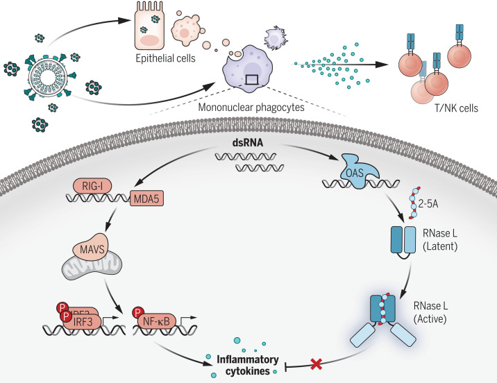 OAS–RNase L deficiency in MIS-C.