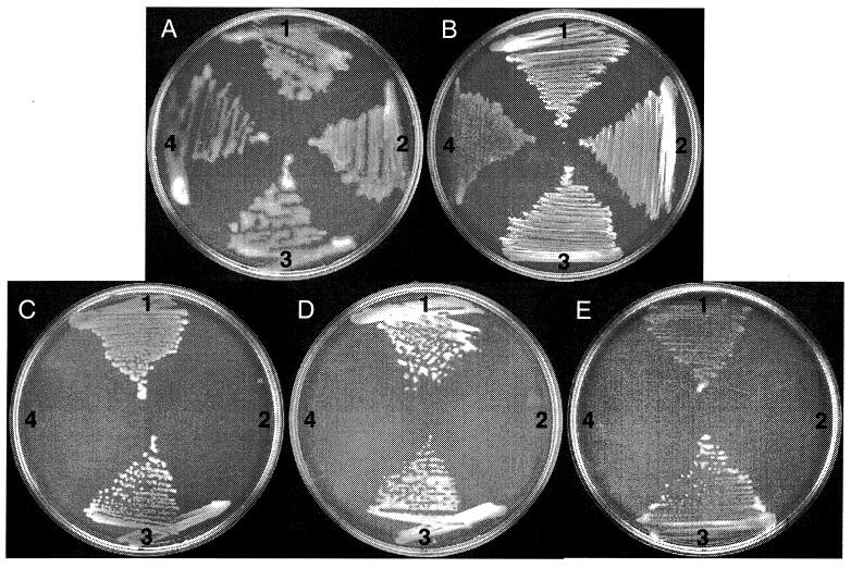 FIG. 2