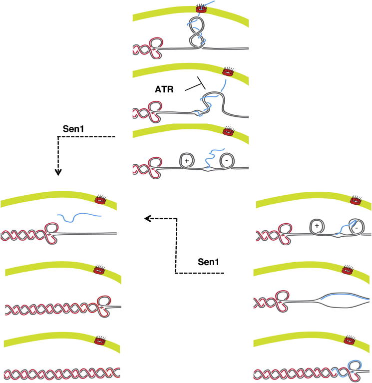 Figure 7