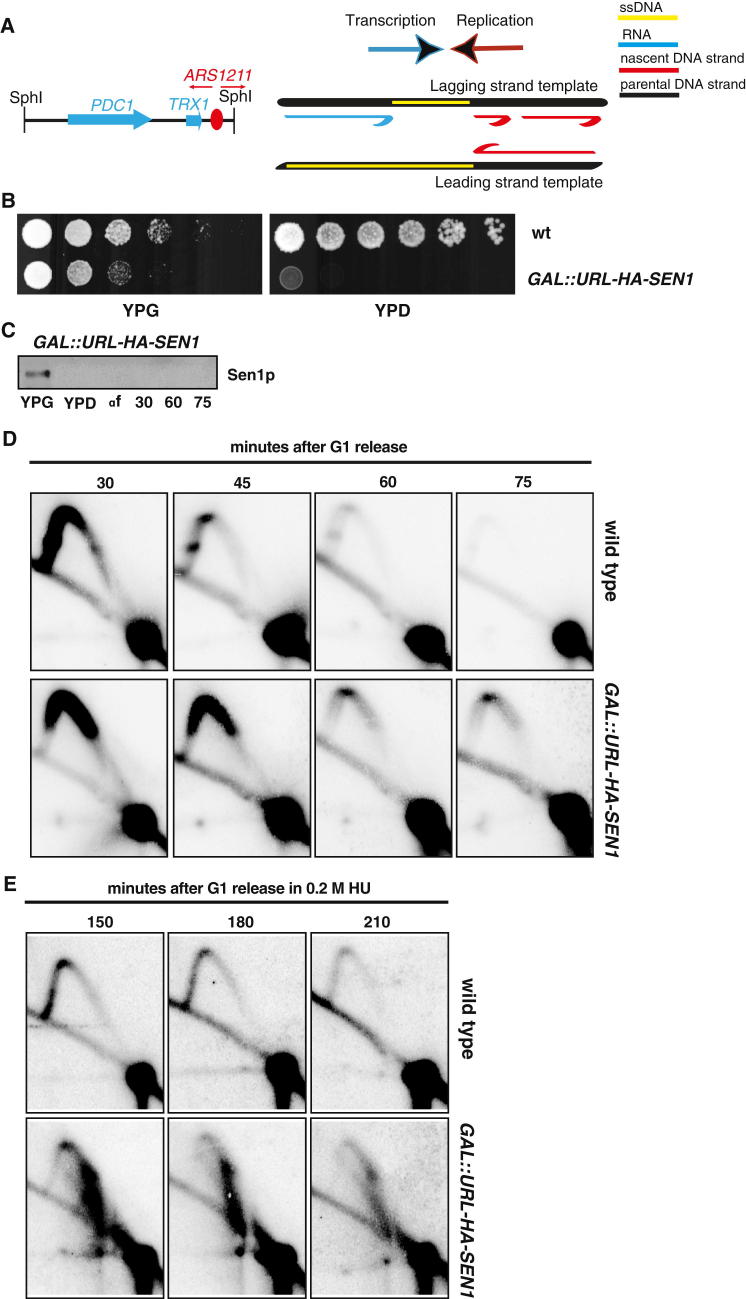 Figure 3