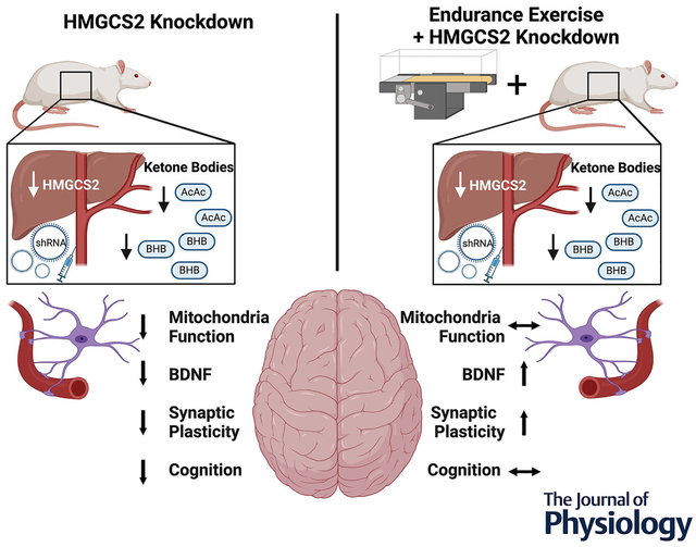 graphic file with name nihms-2109293-f0001.jpg