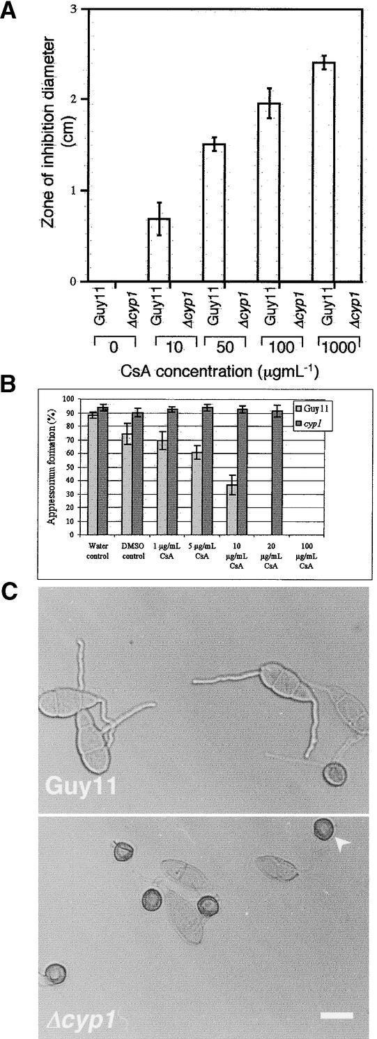 Figure 7.