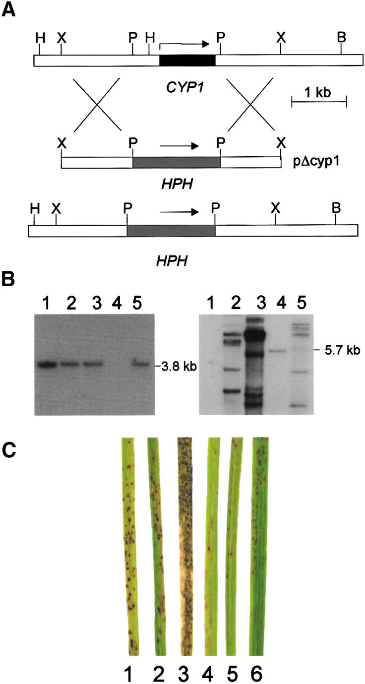 Figure 3.