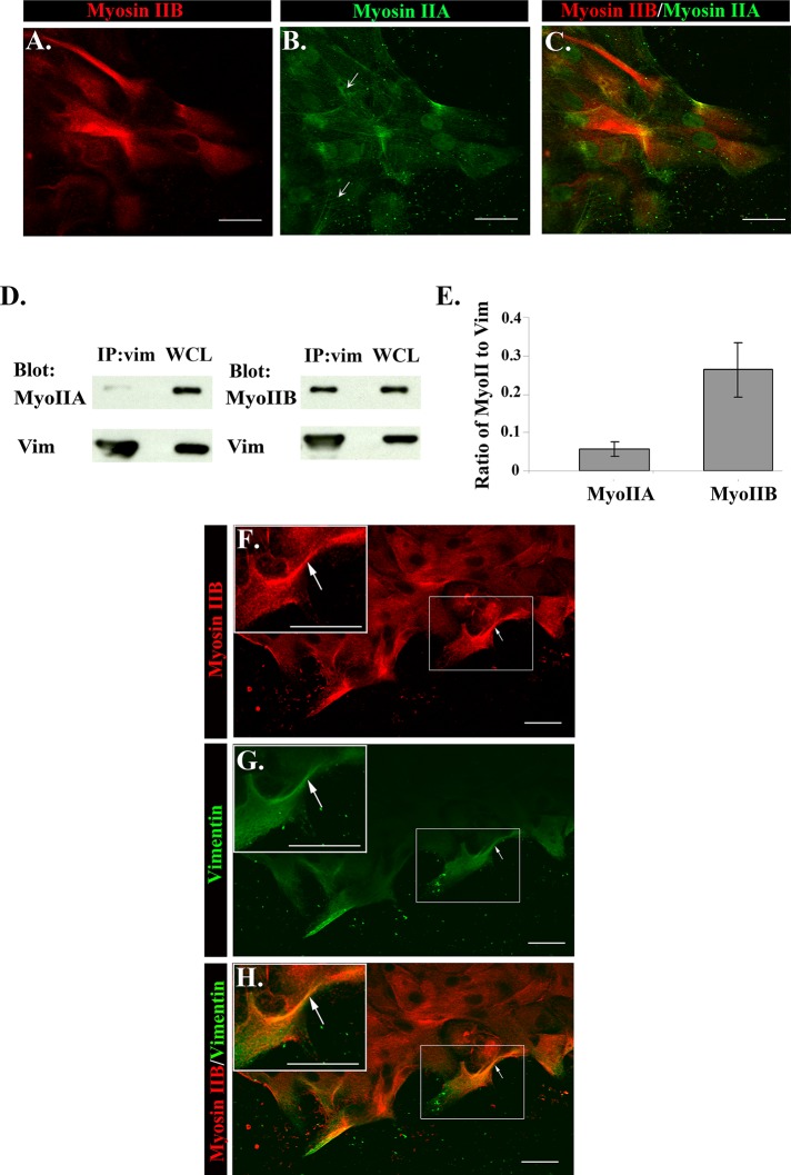 FIGURE 7: