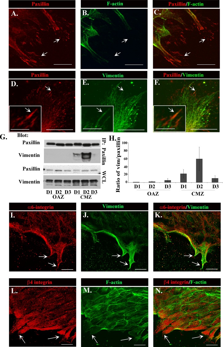 FIGURE 3: