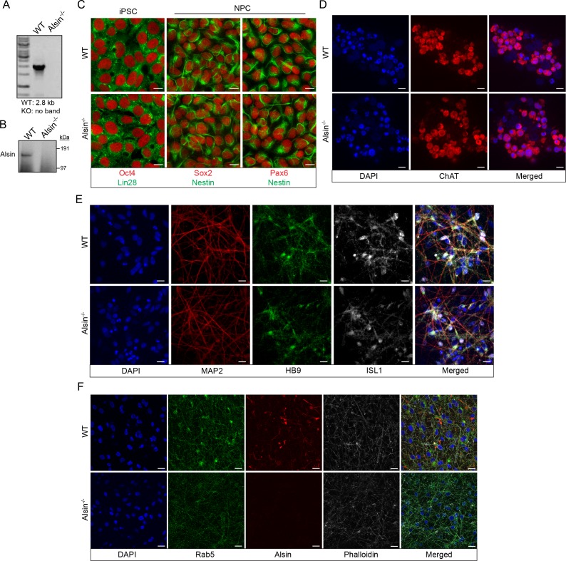 Figure 11—figure supplement 1.