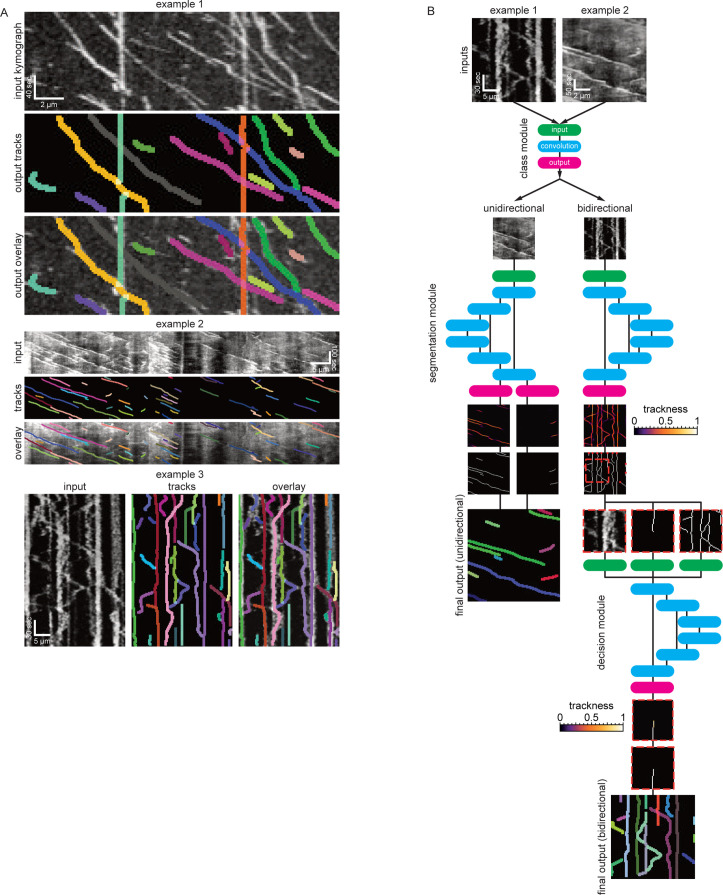 Figure 1—figure supplement 1.