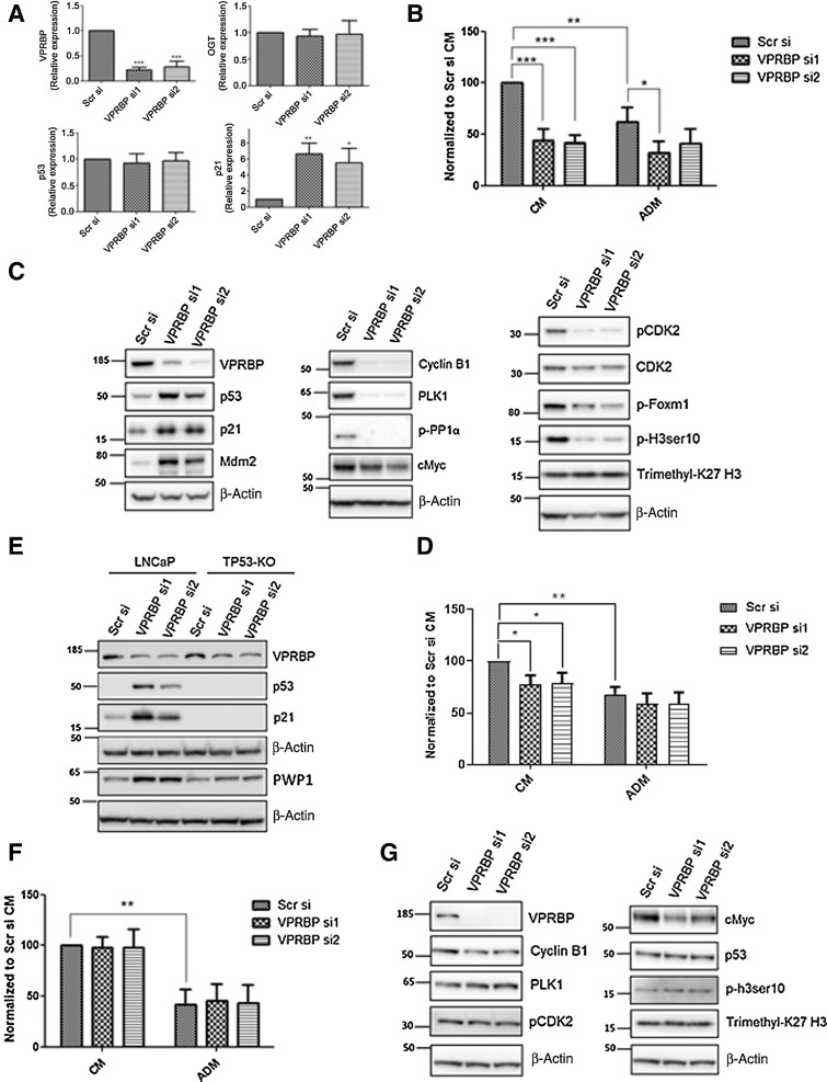 Figure 3. VPRBP knockdown leads to reduced cell proliferation and p53 stabilization. A, LNCaP cells were transfected with VPRBP siRNA and cells were harvested 3 days posttransfection to detect mRNA expression of VPRBP, OGT, p53, and p21 (n = 4). B, Effect of VPRBP knockdown on LNCaP cell proliferation was assessed by cell counting 5 days posttransfection; the cells were grown in the presence (CM) and absence of androgens (ADM; n = 4). C, Effect of VPRBP knockdown on LNCaP p53, markers of cell cycle and other proteins of interest was assessed by immunoblot analysis of cell lysate prepared 3 days posttransfection. D, Effect of VPRBP knockdown on cell proliferation was assessed by cell counting in TP53 knockout (KO) LNCaP cells grown in the presence (CM) and absence of androgens (ADM; n = 4). E, Effect of VPRBP knockdown on LNCaP versus TP53-KO LNCaP proteins of interest was assessed by immunoblot analysis. F, Effect of VPRBP knockdown on cell proliferation was assessed by cell counting 5 days posttransfection in VCaP cells grown in the presence (CM) and absence of androgens (ADM; n = 3). G, Effect of VPRBP knockdown on VCaP proteins of interest was assessed by immunoblot analysis. Results are expressed as means ± SD. *, P < 0.05; **, P < 0.01; ***, P < 0.00. Statistical analyses were performed by Student t test for qPCR and one-way ANOVA followed by Tukey post hoc analysis for cell proliferation.