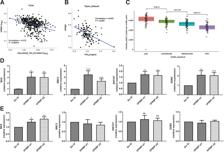 Figure 6. VPRBP expression inversely correlates with p53 activity signatures. A, Scatter plot comparing GSEA Hallmark “P53 Pathway” to VRPBP mRNA expression in TCGA PanCancer Atlas prostate dataset. B, Scatter plots showing VPRBP expression in Taylor data sets versus p53 progeny scores. C, Box plot showing association between VPRBP expression quartiles and the 127 down-regulated Fischer p53 direct bound genes from heat map. D, Effect of VPRBP knockdown on p53 target genes in LNCaPs by qPCR (n = 3). E, Effect of VPRBP knockdown on p53 target genes in TP53-KO LNCaPs by qPCR (n = 3). Results are expressed as means ± SD. *, P < 0.05; **, P < 0.01; ***, P < 0.001 by Student t test.