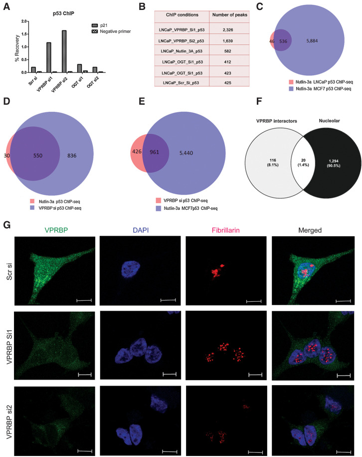 Figure 4. VPRBP knockdown increases p53 chromatin recruitment and induces nucleolar stress. A, Bar graph showing percentage recovery of p21 and negative site primer (CCND1) following p53 ChIP in different transfection conditions (n = 1). B, Table showing the number of peaks obtained under different conditions. C, Venn diagram showing the overlap of our nutlin-3a p53 ChIP-seq in LNCaP cells with previously reported nutlin-3a p53 ChIP-seq in MCF7 cells (GSE86164). D, Venn diagram showing the overlap of nutlin-3a p53 ChIP-seq in LNCaP with VPRBPsi p53 ChIP-seq consensus sites. E, Venn diagram showing the overlap of VPRBPsi p53 ChIP-seq consensus sites with previously reported nutlin-3a p53 ChIP-seq in MCF7 cells. F, Venn diagram showing the overlap of VPRBP interactome with nucleolar proteome. G, Representative immunofluorescence images showing VPRBP and fibrillarin staining in scrambled and VPRBP siRNA–transfected LNCaP 3 days posttransfection (scale bar, 10 µm).