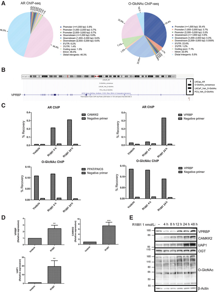 Figure 1. Identification of VPRBP as an AR and O-GlcNAc co-regulated target. A, Venn diagrams showing the distribution of peaks in relation to genes in LNCaP AR ChIP-seq and O-GlcNAc ChIP-seq (consensus sites from LNCaP and PC3), generated using CEAS tool in galaxy cistrome. B, ChIP-seq enrichment of AR and O-GlcNAc at VPRBP promoter region using UCSC genome browser. “LNCaP_AR” refers to AR ChIP-seq–binding sites in 1 nmol/L R1881-treated LNCaP (GSM696840). “LNCaP_veh_O-GlcNAc” refers to consensus O-GlcNAc ChIP-seq–binding sites (from GSM3076096, GSM3076097 and GSM3076098) in vehicle (DMSO) treated LNCaP. “PC3_veh_O-GlcNAc” refers to consensus O-GlcNAc ChIP-seq–binding sites (from GSM3586373, GSM3586374, GSM3586375) in vehicle (DMSO) treated PC3. C, Percentage recovery of CAMKK2 and VPRBP with AR ChIP; and PPAT/PAICS and VPRBP with O-GlcNAc ChIP in vehicle (0.01% ethanol) and 1 nmol/L R1881 4 -and 24-hour treated LNCaP cells (n = 1). D, mRNA expression of VPRBP, CAMKK2, and UAP1 in LNCaP treated with vehicle or 1 nmol/L R1881 for 24 hours was detected by qRT-PCR. Results are normalized to RPLPO as housekeeping control (n = 3). E, Time dependency of VPRBP expression following exposure to 1 nmol/L R1881 for different time points. LNCaP cells were androgen deprived for 3 days prior to stimulation with vehicle or 1 nmol/L R1881. P values by Student t test. **, P < 0.01; ***, P < 0.001.