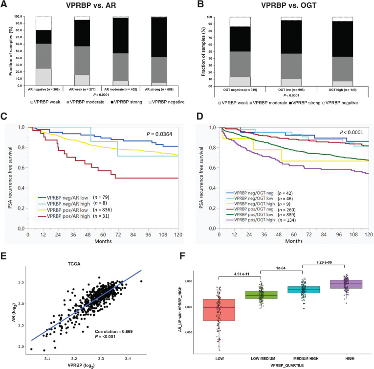 Figure 5. VPRBP protein expression correlates with AR amplification, OGT overexpression, and poor prognosis. Bar graphs showing positive correlation of VPRBP expression with AR (A) and OGT expression (B) by IHC in TMA sections. C, PSA recurrence-free survival curves in patients expressing low or high levels of AR where VPRBP expression was present or absent and survival curves (D) in patients expressing no, low or high levels of OGT where VPRBP expression was present or absent. E, Scatter plot comparing AR mRNA expression to VRPBP mRNA expression in TCGA PanCancer Atlas prostate dataset. F, Box plot showing association between VPRBP expression quartiles and the 139 upregulated AR genes from heatmap.