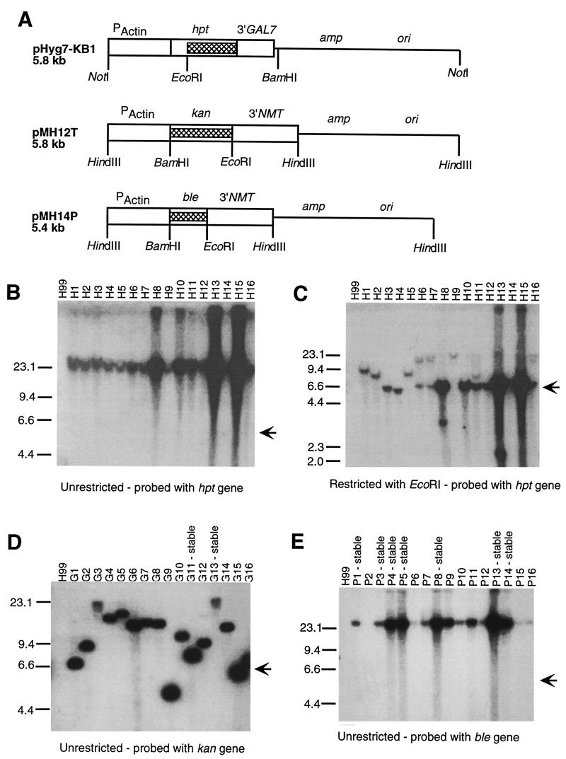 FIG. 1