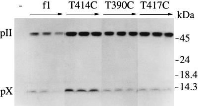 FIG. 5