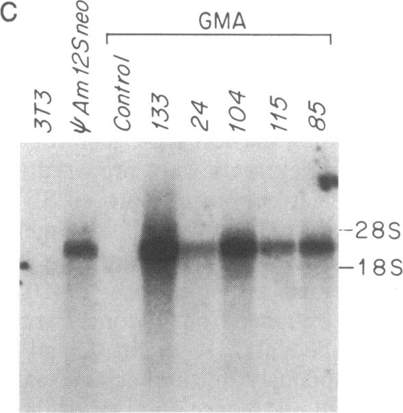 graphic file with name pnas00251-0184-b.jpg