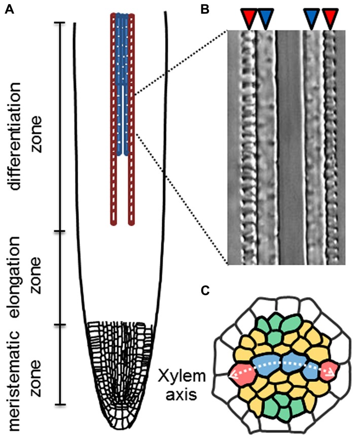 FIGURE 1