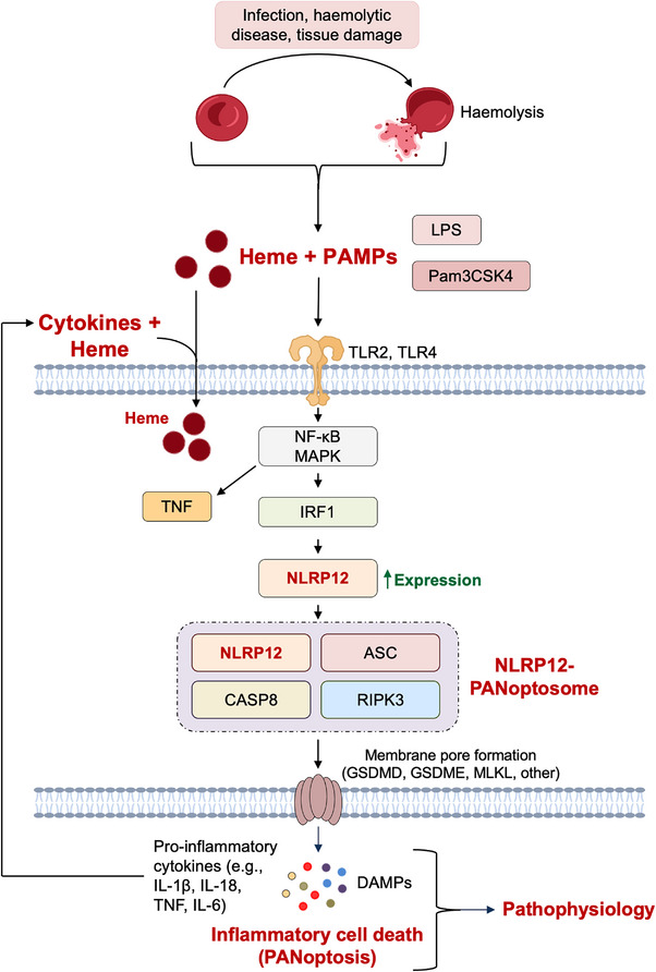 FIGURE 1