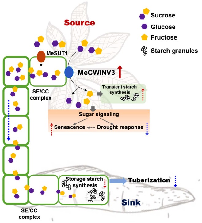 FIGURE 11