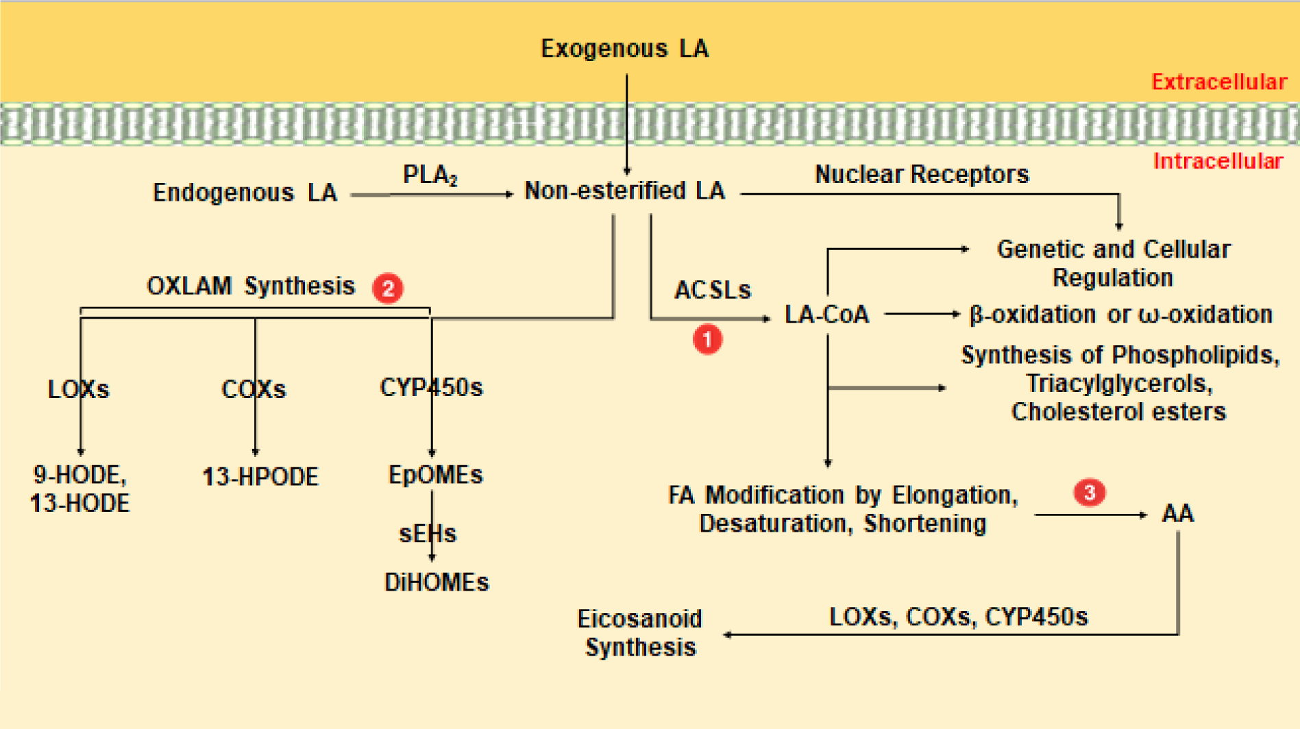 Figure 1: