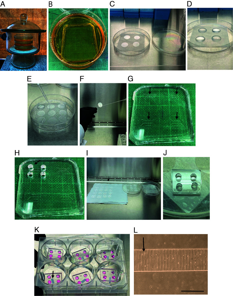 Multiple Labeling Of Compartmentalized Cortical Neurons In Microfluidic ...