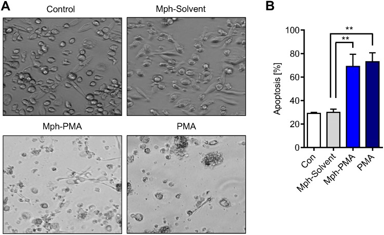 Fig 8