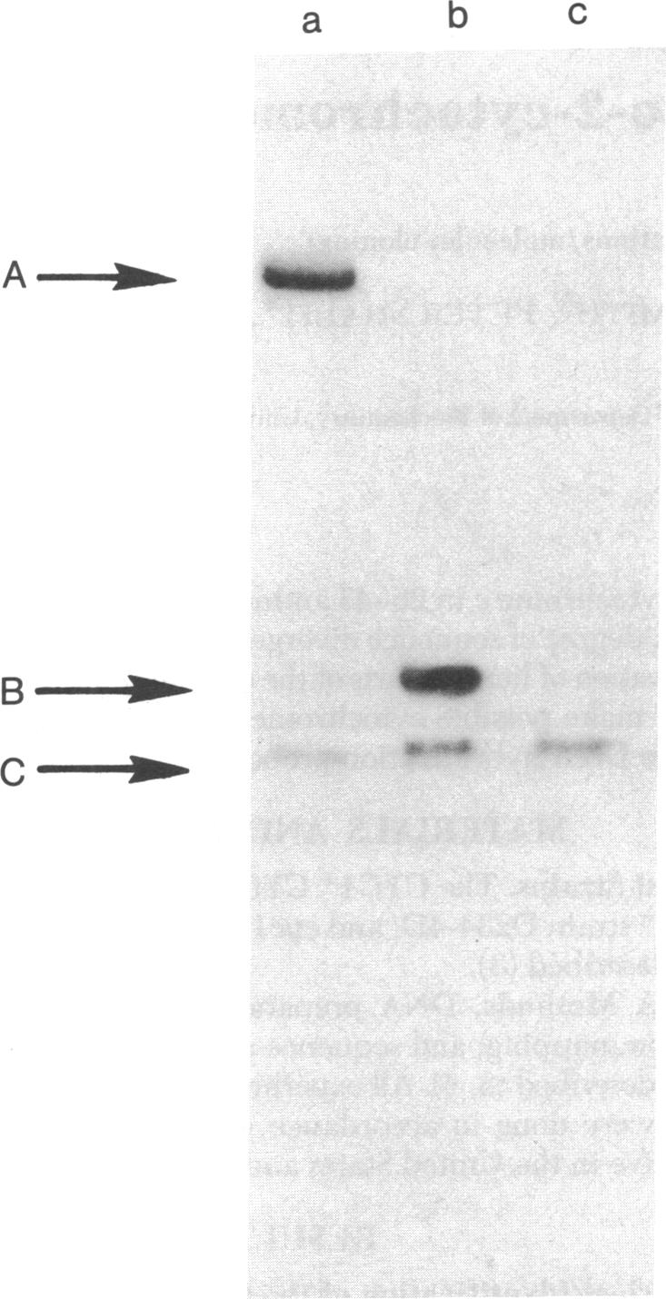 graphic file with name pnas00664-0580-a.jpg