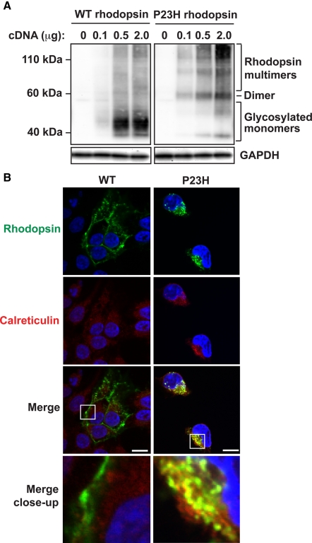 FIGURE 1: